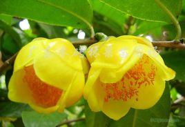 白花大油茶 白花大油茶