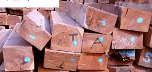 高貴綠柄桑 高貴綠柄桑