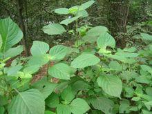 白蘇野外植物原型