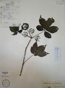 剛毛五加（原變種）