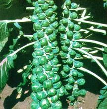 京甘一號 京甘一號