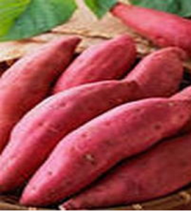 新普紫甘薯 新普紫甘薯