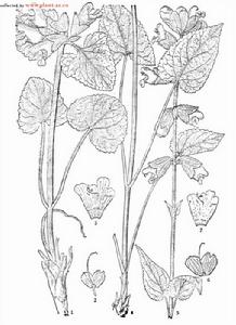 雪山鼠尾草 雪山鼠尾草