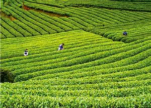 石門經濟開發區