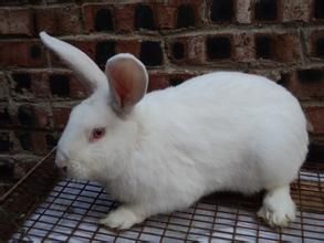 四川白兔 四川白兔