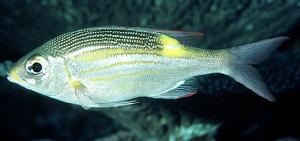 金帶齒頜鯛 金帶齒頜鯛