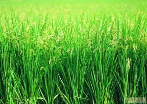 墾育16號 墾育16號