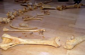 金匱銀屑鎮心丸