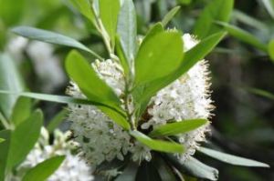 照山白亞組 照山白亞組