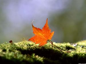 有關秋的詩句 有關秋的詩句