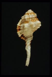 秀美象法螺 秀美象法螺