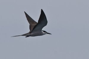 褐翅燕鷗西印度洋亞種