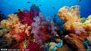 大堡礁各類珊瑚