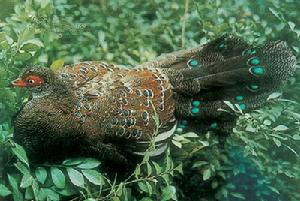 尖峰嶺自然保護區