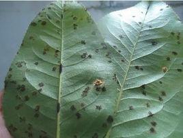 西瓜黑星病 西瓜黑星病