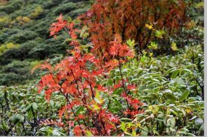 爐霍小檗 爐霍小檗