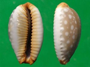 雞皮寶螺