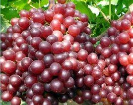 無核葡萄 無核葡萄