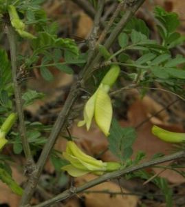 金州錦雞兒 金州錦雞兒