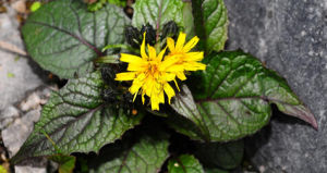 光滑厚喙菊 光滑厚喙菊