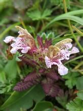 黑毛狹盔馬先蒿 黑毛狹盔馬先蒿