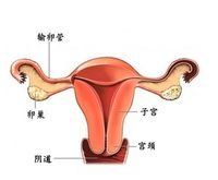 陰道乾澀 陰道乾澀