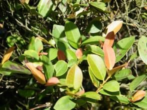 毛藥紅淡 毛藥紅淡