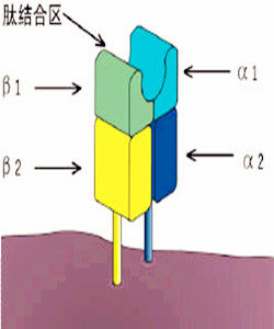 組織相容性 組織相容性