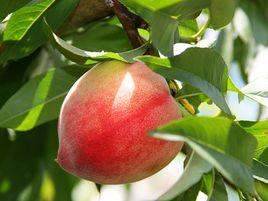 五月瑞蟠桃 五月瑞蟠桃