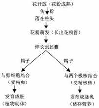 被子植物雙受精過程示意