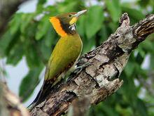 大黃冠啄木鳥