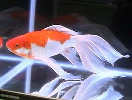 山形金魚 山形金魚