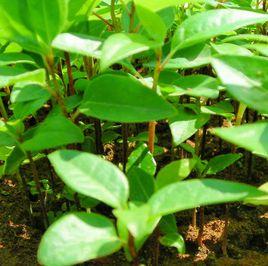 香樟育苗 香樟育苗