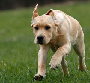 純種拉布拉多犬