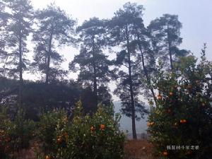 連州市九陂鎮岩頭村委會