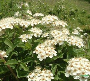 華西繡線菊（原變種）