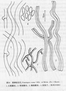 半灰擬層孔 半灰擬層孔