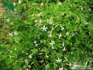 寬葉變黑蠅子草