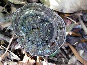 黑漆假芝 黑漆假芝