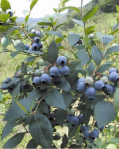 美國藍莓