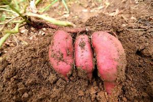 大路口山芋 大路口山芋