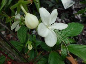 西藏山茉莉 西藏山茉莉