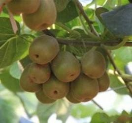 奉新獼猴桃 奉新獼猴桃