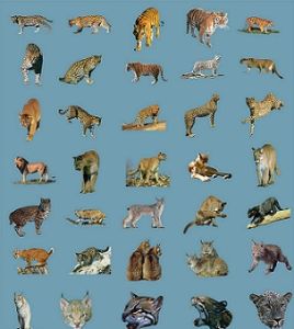 貓科動物[生物學分類]