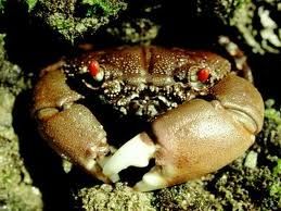 光手酋蟹 光手酋蟹