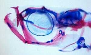 達尼埃拉&middot;德拉庫拉的骨骼結構