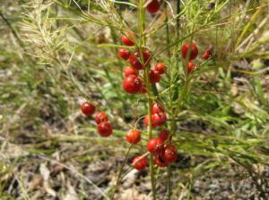 興安天門冬 興安天門冬