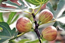 威遠無花果 威遠無花果