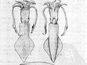 中國槍烏賊背面