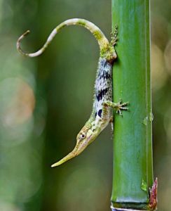 皮諾曹蜥蜴 皮諾曹蜥蜴